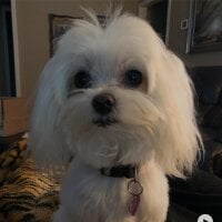 Kyreaux's Avatar Pic