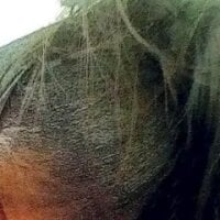 Offline chatovací místnost African_Lioness1