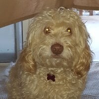 Little_Sam1's Avatar Pic