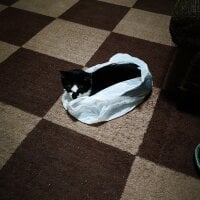 Japanesetinyloser's Avatar Pic