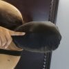CursedCutie's Offline Chat Room