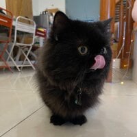 baby-bear520 頭像圖片