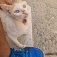 Arij-sexy