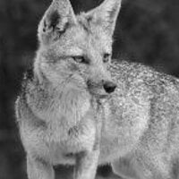 SILVERFOX_BAKER's Avatar Pic