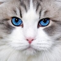 SteakAndSushi's Avatar Pic