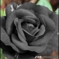 jimmmyjo's Avatar Pic