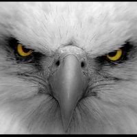 dillys88's Avatar Pic