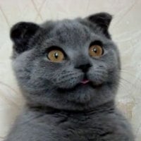 Sala de chat off-line de MiaMania