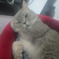 TomoCheez's Profile Pic
