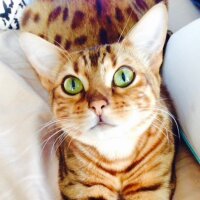 cicciolurker's Avatar Pic