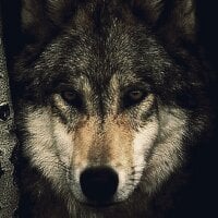 myrrakas666: изображение аватарки