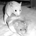 غرفة دردشة stripmodeltest دون اتصال