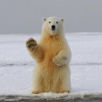 kleiner_eisbaer 아바타 사진