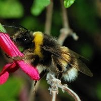 Bumblebee25's Avatar Pic