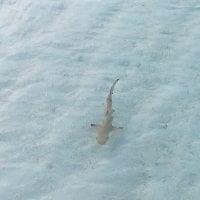 Patze11のアバター写真