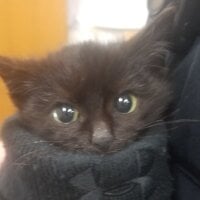 guideo Immagine Avatar