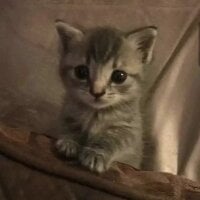 Image d’avatar de gatito_x