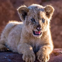 Koeriertje's Avatar Pic