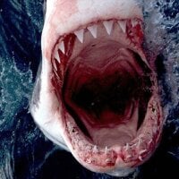 Image d’avatar de Shark_80