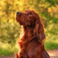 Kevthedeiver's Avatar Pic