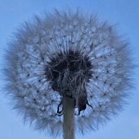 Lion-Bos--80's Avatar Pic