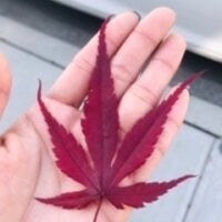 tamaraflaca offline chatszobája