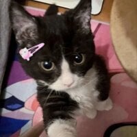 Kittynha webcam