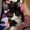 Kittynha