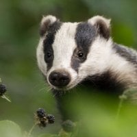Grumpy_Badger's Avatar Pic