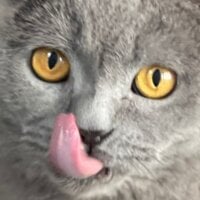 T3ddyBear: изображение аватарки