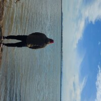 lovellyguy's Offline Chat Room