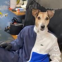 Felizicontente avatarképe