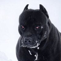 DerValleBote's Avatar Pic