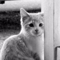 Model847 Chat Room offline