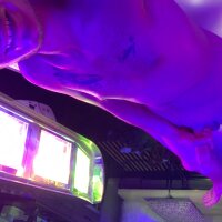 hungsolo316's Offline Chat Room