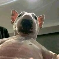 Fuckurasswithmydick 아바타 사진