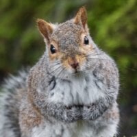 anxious_squirrel's Avatar Pic