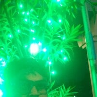 Raj_294000