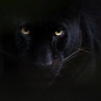 nexus_white_999's Avatar Pic