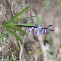 dukelin's Avatar Pic