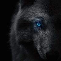 MolodoyVolk's Profile Pic