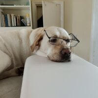 MosesWasp's Avatar Pic