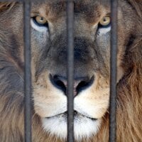 CagedLion77's Avatar Pic