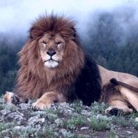 Wild_Moroccan: δωμάτιο συνομιλίας εκτός σύνδεσης