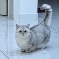 Ning-Meng999 avatarbilde