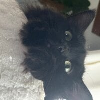 Mango_Malvado's Profile Pic