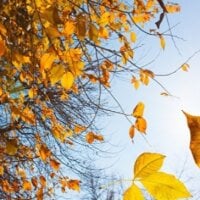 Imagem de avatar de YiluoLight