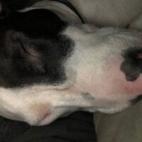 inkaddik Avatar-Bild