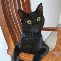 TalentedMike's Avatar Pic