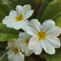 Ontorjami's Avatar Pic